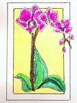 Orchids - colored pencil