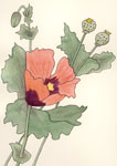 Poppy Watercolor