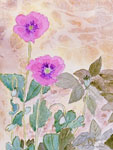 Wall Flowers