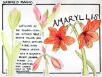 Amaryllis - Nature's Magic