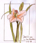 Daylilies