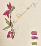 From Ginny's Garden