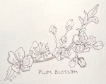 Plum Blossom