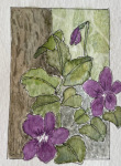 Return of the Violets