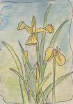 Summer Lilies