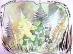Trilliums and Ferns